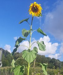 SonnenblumenChallenge Kinderkrippe